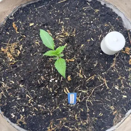 Living Soil - Aficionado MJ‘25