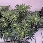 Living Soil - Aficionado MJ‘25