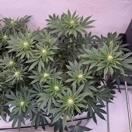 Living Soil - Aficionado MJ‘25