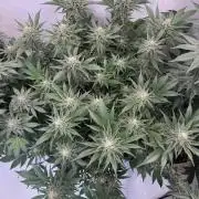 Living Soil - Aficionado 2nd MJ‘25