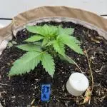 Living Soil - Secret Kush Cross