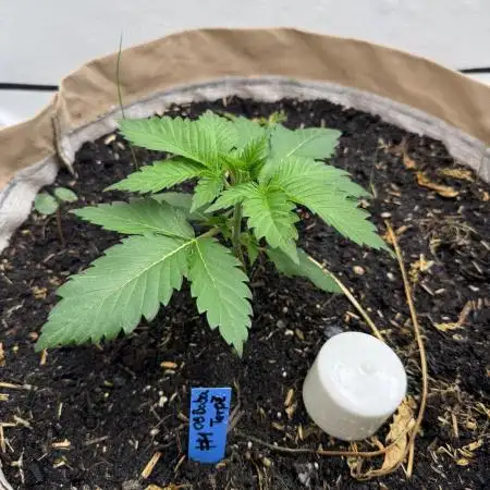 Living Soil - Secret Kush Cross