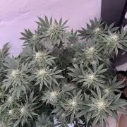 Living Soil - Aficionado MJ‘25