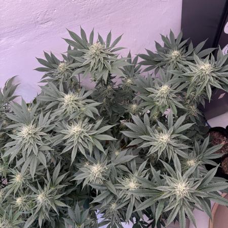 Living Soil - Aficionado MJ‘25