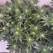 Living Soil - Aficionado 2nd MJ‘25