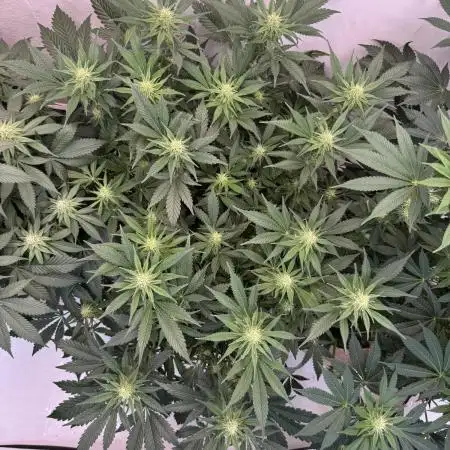 Living Soil - Aficionado 2nd MJ‘25