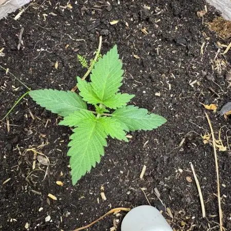 Living Soil - Secret Kush Cross