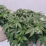 Living Soil - Aficionado 2nd MJ‘25