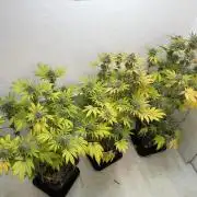 Grandma’s Genetics - Headband