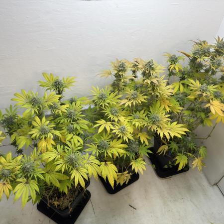 Grandma’s Genetics - Headband