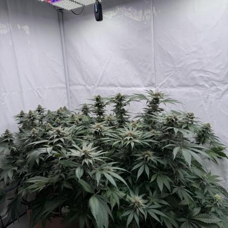 Cream Caramel - Living Soil