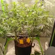 Break the pot