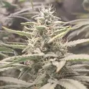 Break the pot