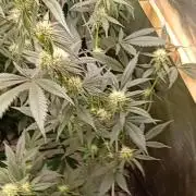 Break the pot