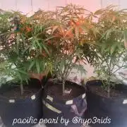 pacific pearl winter grow. in and out.