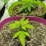 Candy Kush & GG4 Autos