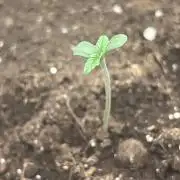 Ayahuasca Purple & White Widow