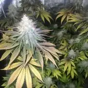 Ayahuasca Purple & White Widow