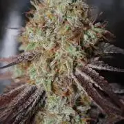Ayahuasca Purple & White Widow