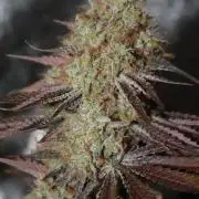 Ayahuasca Purple & White Widow