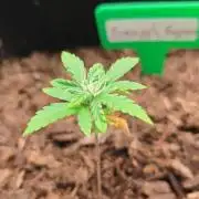 New Years Growth (recoverd)
