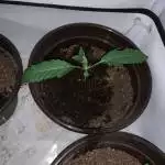 BlueberryOG/Glookies/BlueGelato41