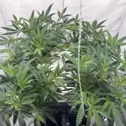 Selfmade aeroponic Super Lemon Haze GHS