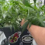 Selfmade aeroponic Super Lemon Haze GHS