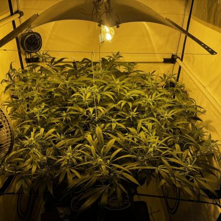 Selfmade aeroponic Super Lemon Haze GHS