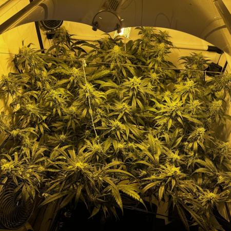 Selfmade aeroponic Super Lemon Haze GHS