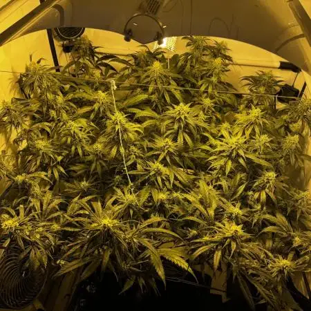 Selfmade aeroponic Super Lemon Haze GHS