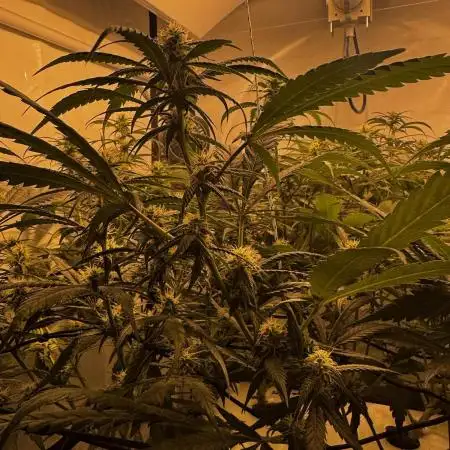 Selfmade aeroponic Super Lemon Haze GHS