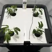 Selfmade aeroponic Super Lemon Haze GHS