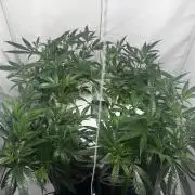 Selfmade aeroponic Super Lemon Haze GHS
