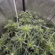 Auto somango