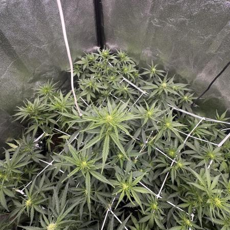 Auto somango