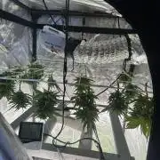 Gelatto XXL auto