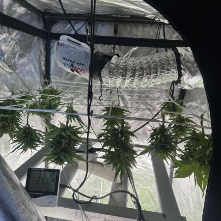 Gelatto XXL auto