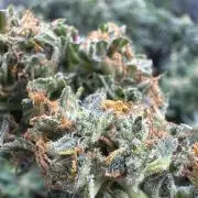 Auto somango