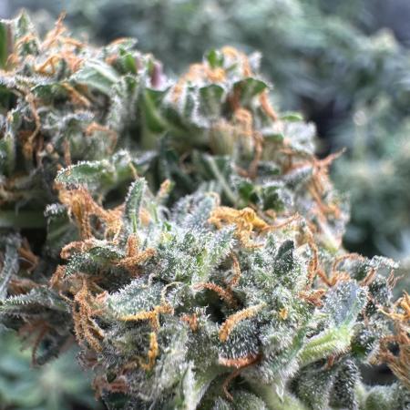 Auto somango