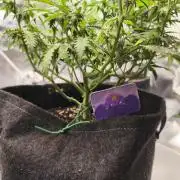 First diary! Purple Queen Auto - RQS.