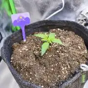 First diary! 2 autos + 1 photo RQS.