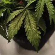 First diary! Purple Queen Auto - RQS.