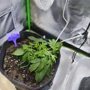 First diary! 2 autos + 1 photo RQS.