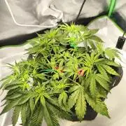 First diary! Purple Queen Auto - RQS.