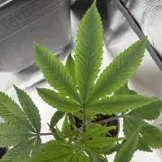 GG4 Josey Wales & GMO Root Beer
