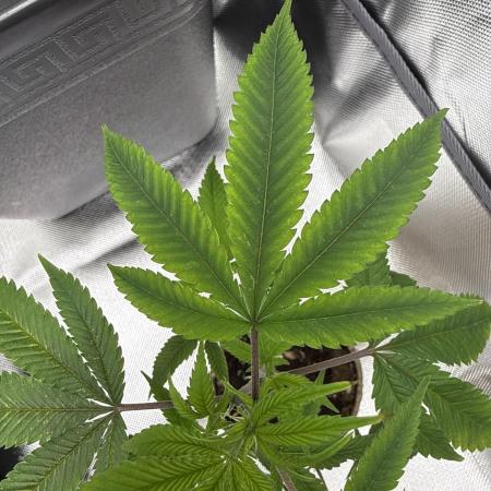 GG4 Josey Wales & GMO Root Beer