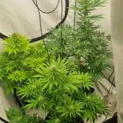 FÜNF FINGER Grow Cup