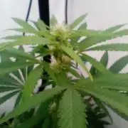 FÜNF FINGER Grow Cup