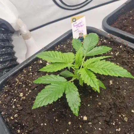 FÜNF FINGER Grow Cup
